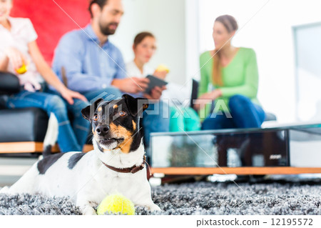 Family dog playing with ball in living room 12195572