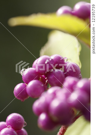 Japanese bean 12195739