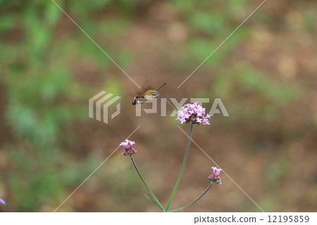 Hoshihojaku的真面目 12195859