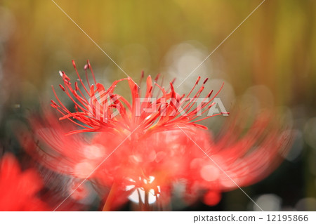 群集孤挺花 12195866