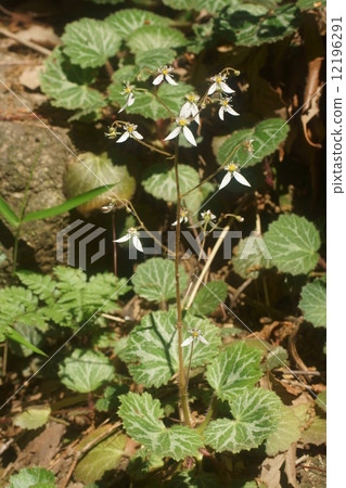 Yukinoshita 12196291