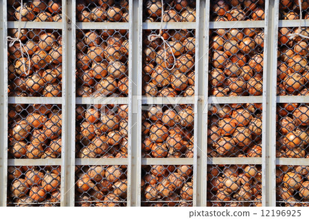 Kitami no onion before shipment 12196925