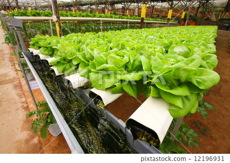 Hydroponics agriculture 12196931