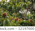 Chestnut  12197000