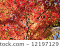 The leaves of sunbeam leaves 12197129