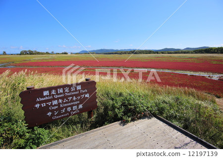 Salomako coral grass community 12197139