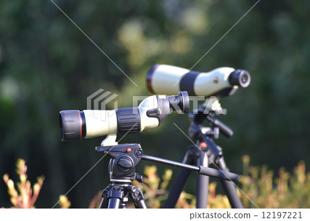 Bird watching 12197221
