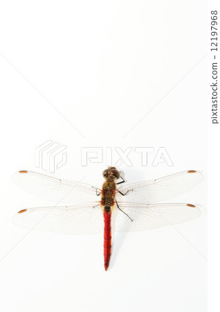 Red dragonfly white back Red dragonfly white back 12197968