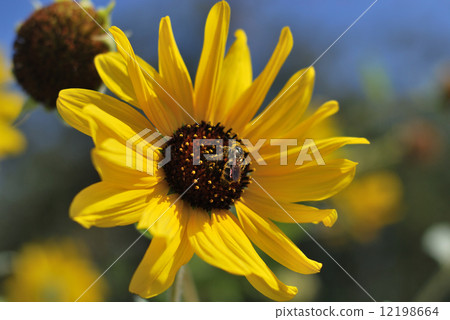 A bee full of pollen by sucking flower honey 12198664