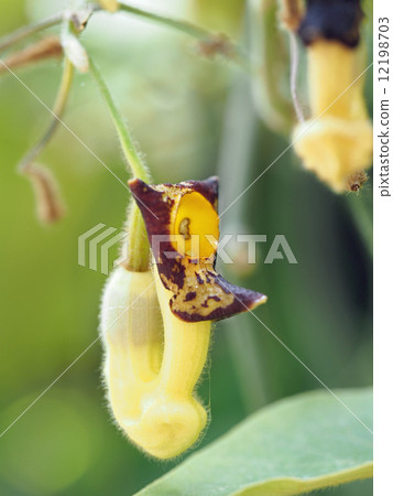 有馬umino nutsuka 有馬umino nutsuka 12198703