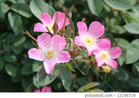 野玫瑰 野玫瑰 12198716