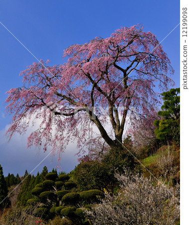 Cherry blossoms in Fukushima Cherry blossoms in Fukushima 12199098
