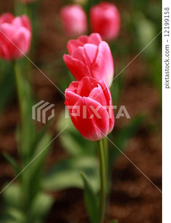 Tulip 12199158