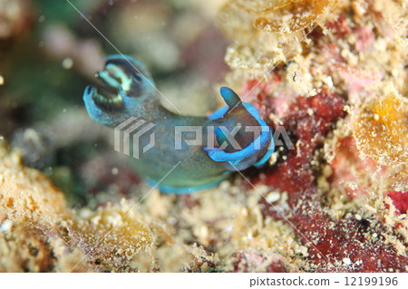 中間的Ryugu Umiji 中間的Ryugu Umiji 12199196