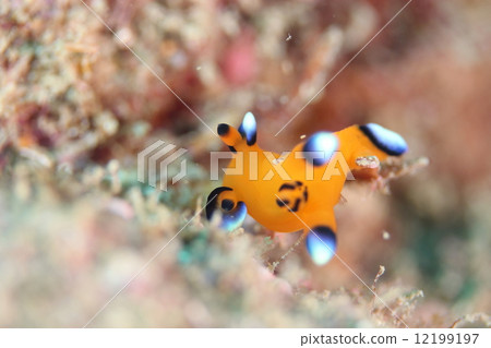 Udafuritsuzaya Umizushi 12199197