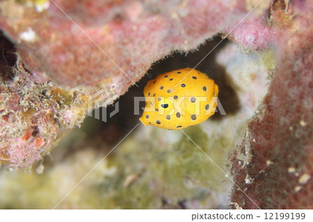 Larva of Minami Hako Hugo 12199199