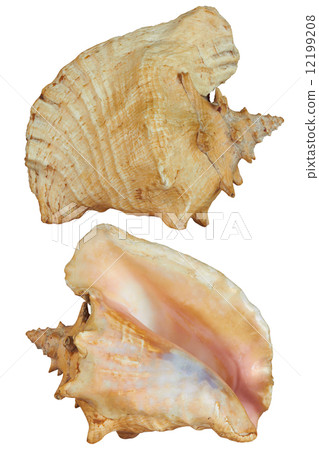 Front and back Seashell 12199208