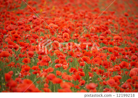 Field of red poppies 12199218