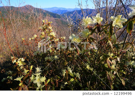 Hikage Azalea從頂峰Hirulong·Cloud開始遠征Uenohara·Tsubosan Hikage Azalea從頂峰Hirulong·Cloud開始遠征Uenohara·Tsubosan 12199496