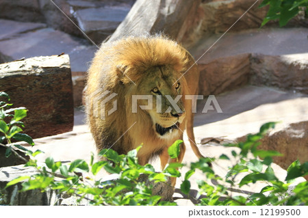 lion 12199500