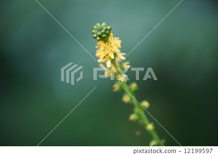 Kinnizu Hiki Kinnizu Hiki 12199597