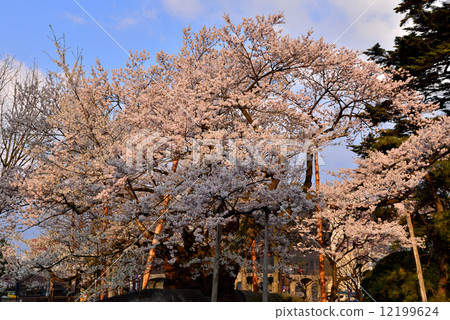 岩手櫻花 12199624