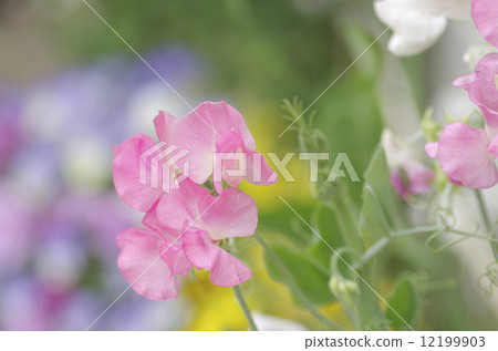 粉紅甜豌豆 12199903