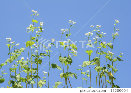蕎麥花在藍天下 12200004