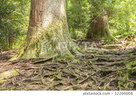 Municipal cedar of Mt. 12200008