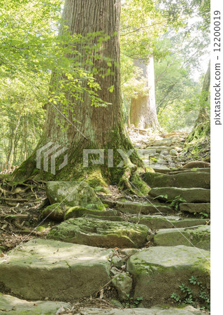 Shibuseri of Mt. 12200019