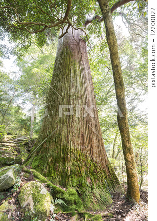 山的市政雪松 12200022