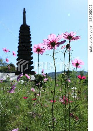 Wenji Temple (Cosmos) 12200091