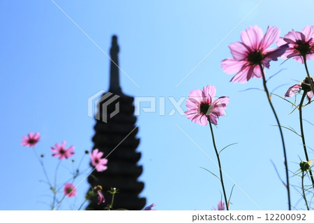 Wenji Temple (Cosmos) 12200092