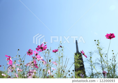 Wenji Temple (Cosmos) 12200093
