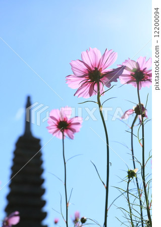 Wenji Temple (Cosmos) 12200094