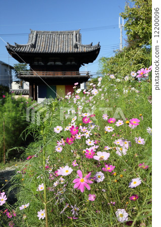 Wenji Temple (Cosmos) 12200096