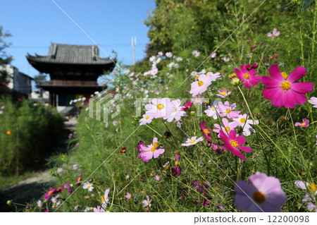 Wenji Temple (Cosmos) 12200098