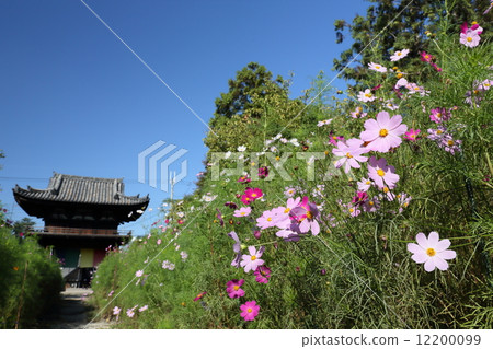 Wenji Temple (Cosmos) 12200099