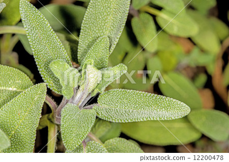 sage, Salvia officinalis sage, Salvia officinalis 12200478