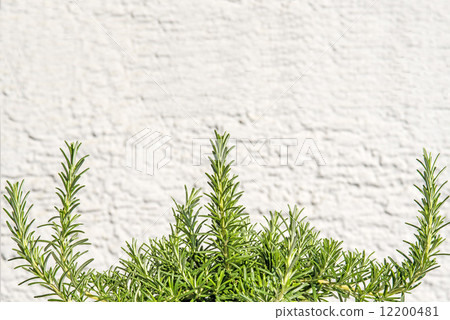 rosemary 12200481