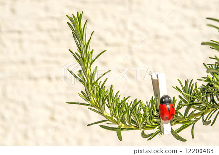 rosemary 12200483