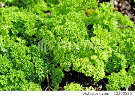 Parsley 12200520