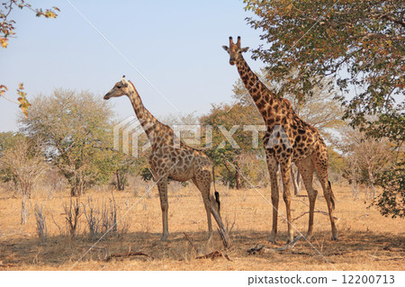 Giraffe 12200713