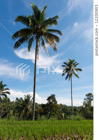 Bali palm tree and blue sky 12200903