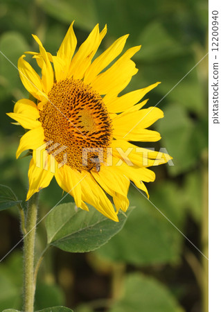 sunflower with a bee in a field sunflower with a bee in a field 12200940