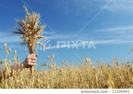 ears of rye and oats in a hand 12200941