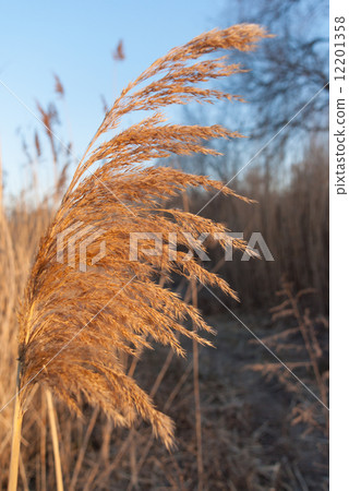 Reed on wind 12201358