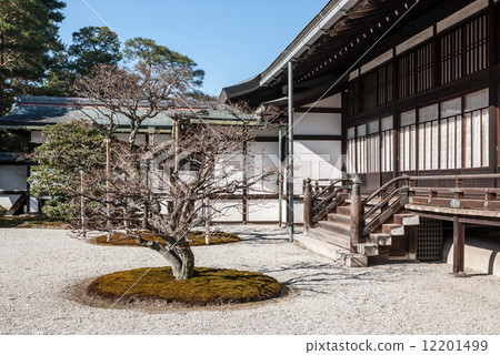 Kyoto Omiya Imperial Palace Chikami Shrine White plum in the south garden 12201499