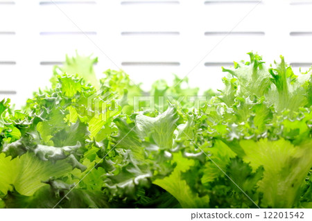 Leaf lettuce of plant plant 12201542