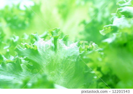 Leaf lettuce of plant plant 12201543